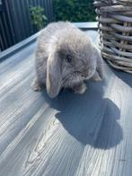Hangoor baby konijntje, Dieren en Toebehoren, Konijnen, Mannelijk, Dwerg, Hangoor