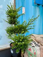 Ilex Grenata Bonsai, Tuin en Terras, Ophalen, Overige soorten, Minder dan 100 cm