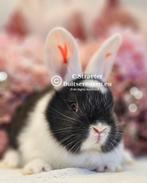 Duitse reuzen Rambo junior bloedlijn, Meerdere dieren, Groot, 0 tot 2 jaar