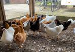 Wyandotte kriel hennen, Dieren en Toebehoren, Pluimvee, Vrouwelijk, Kip