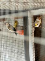 Mooie Putters & kanaries, Dieren en Toebehoren, Meerdere dieren, Kleurkanarie