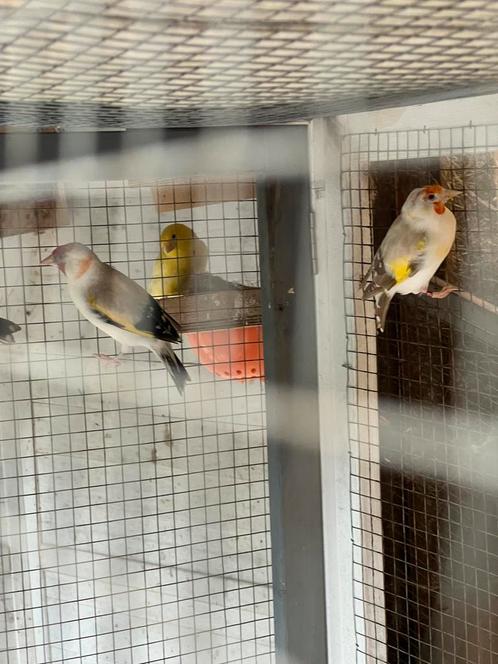 Mooie Putters & kanaries, Dieren en Toebehoren, Vogels | Kanaries, Kleurkanarie, Meerdere dieren