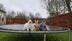 Lotharinger groot konijnen, Dieren en Toebehoren, Konijnen, Meerdere dieren, Groot, 0 tot 2 jaar