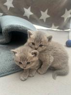 Te koop: Raszuiver Lilac British korthaar, Dieren en Toebehoren, Meerdere dieren, Ontwormd