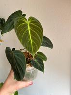 Philodendron el choco red, Huis en Inrichting, Kamerplanten, Ophalen of Verzenden, Overige soorten, Minder dan 100 cm