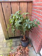 Schefflera plant in pot, Tuin en Terras, Planten | Tuinplanten, Overige soorten, Vaste plant, Ophalen of Verzenden, Bloeit niet