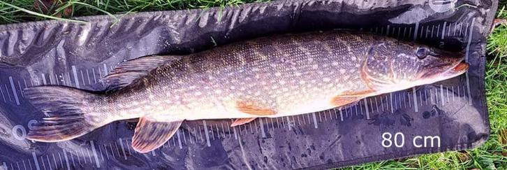 Deel 3) 3 sets FL snoekstreamers op Double Hook /fleurhaak, Watersport en Boten, Hengelsport | Roofvissen, Nieuw, Complete set