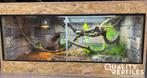 Rode rattenslang missing black met of zonder terrarium, Dieren en Toebehoren, Slang, Met terrarium, 0 tot 2 jaar