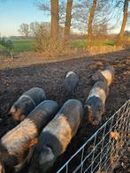 Husumer zeug borg varken zeugen borgen, Meerdere dieren, Varken, 0 tot 2 jaar