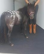 Appaloosa merrie 1.5 jaar, Merrie, Gechipt, 0 tot 2 jaar, A pony (tot 1.17m)
