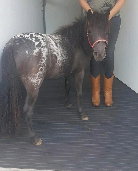 Appaloosa merrie 1.5 jaar, Dieren en Toebehoren, Pony's, Merrie, A pony (tot 1.17m), Recreatiepony, 0 tot 2 jaar, Met stamboom