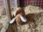 Te koop hang oor konijnen, Dieren en Toebehoren, Konijnen, Meerdere dieren, Middelgroot, Hangoor, 0 tot 2 jaar
