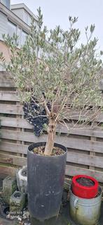 Mooie olijfboom in pot, 2+ meter, Tuin en Terras, Ophalen of Verzenden, In pot, Olijfboom, 100 tot 250 cm