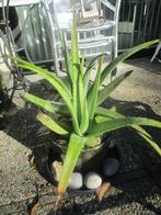 Aloe Vera (L) Burm.f    kamerplant, tuinplant 2x, Ophalen, Overige soorten, In pot, Minder dan 100 cm