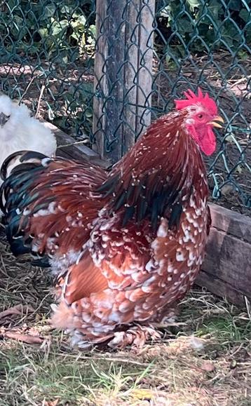 Cochin haan Nala 8 maanden bewezen haan beschikbaar voor biedingen