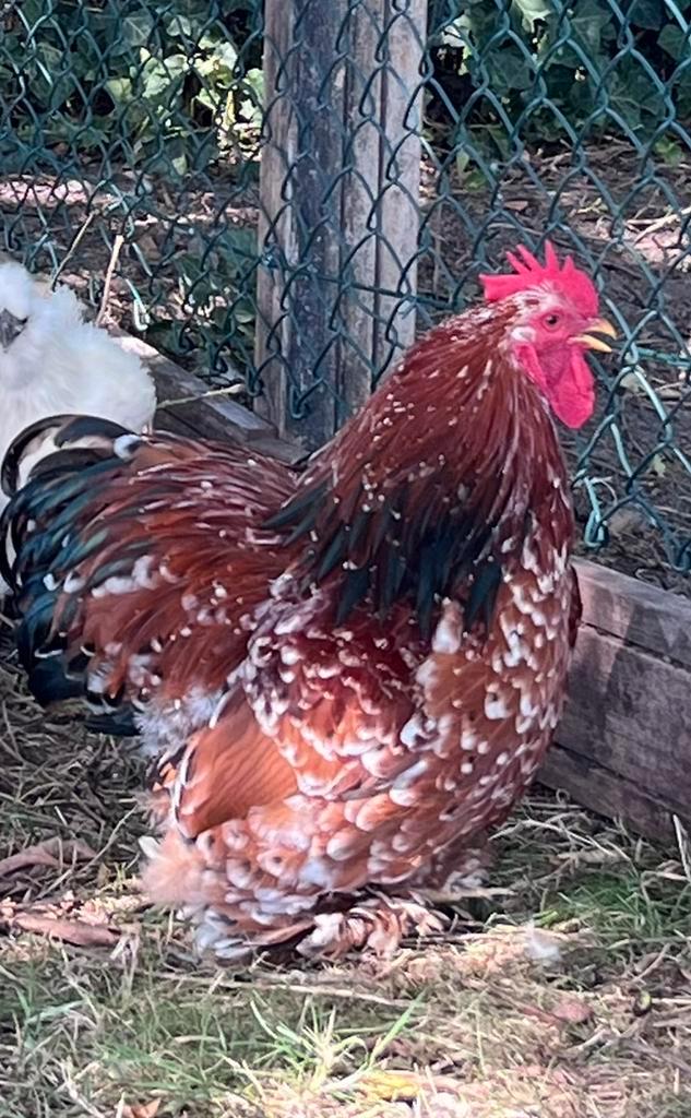 Cochin haan Nala 8 maanden bewezen haan, Dieren en Toebehoren, Pluimvee, Kip, Mannelijk