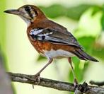 Pop timor lijster geringd 2024, Vrouwelijk, Tropenvogel, Geringd