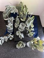 Senecio cephalophorus, Huis en Inrichting, Kamerplanten, Ophalen of Verzenden, Overige soorten, Minder dan 100 cm