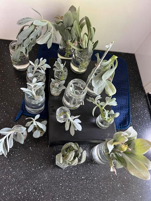 Senecio cephalophorus, Huis en Inrichting, Kamerplanten, Overige soorten, Minder dan 100 cm, Ophalen of Verzenden