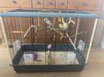 Half tamme vogel + vogelkooi, Dieren en Toebehoren, Vogels | Hokken en Kooien, Ophalen, Zo goed als nieuw, Metaal, Vogelkooi