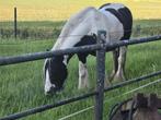 Bijrijder/Doorrijder Gezocht, Dieren en Toebehoren, Stalling en Weidegang