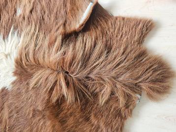Shetlander pony huid vacht opgezet geprepareerd  beschikbaar voor biedingen