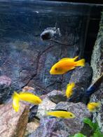 Malawi cichliden, Dieren en Toebehoren, Vissen | Aquariumvissen, Vis, Zoetwatervis