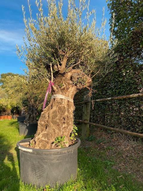Mooie dikke olijfboom, een pareltje in uw tuin/olea europaea, Zomer, Volle zon, In pot, Overige soorten