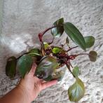 Philodendron Red Anderston 6 stekjes, Ophalen, Overige soorten, Minder dan 100 cm