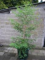 Coast Redwood / Sequoia sempervirens bomen: 2 meter hoogte, Tuin en Terras, Planten | Bomen, Bloeit niet, Halfschaduw, Overige soorten