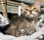 Siberisch poesje met stamboom zoekt fijn huisje, Meerdere dieren, Gechipt, 0 tot 2 jaar