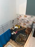 Dwerg konijn -MOET WEG!!, Dieren en Toebehoren, Ophalen, 110 cm of meer, 60 tot 90 cm, Zo goed als nieuw