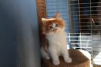 2 lieve x Maine Coon kittens, Dieren en Toebehoren, Meerdere dieren, Ontwormd, 0 tot 2 jaar