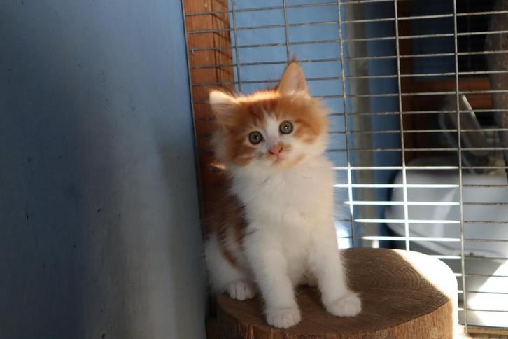 2 lieve x Maine Coon kittens, Dieren en Toebehoren, Katten en Kittens | Raskatten | Langhaar, Meerdere dieren, 0 tot 2 jaar, Ontwormd