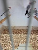 Bonte rijst vogels, Meerdere dieren, Tropenvogel