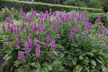 Stachys ‘Hummelo’ beschikbaar voor biedingen