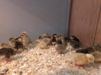 Chinese dwergkwartel kuikentjes, Geslacht onbekend, Tropenvogel