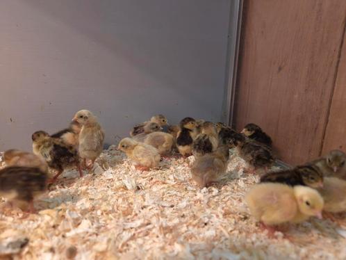 Chinese dwergkwartel kuikentjes, Dieren en Toebehoren, Vogels | Overige Vogels, Tropenvogel, Geslacht onbekend