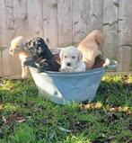 ✨ Lieve, speelse Labrador x Golden Retriever puppy’s, Golden retriever, 8 tot 15 weken, Meerdere, Meerdere dieren