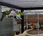 NIEUWE VOLIERE 160 KG ALSOOK NOG ENKELE ROSELLA PARKIET, Dieren en Toebehoren, Vogels | Parkieten en Papegaaien, Meerdere dieren