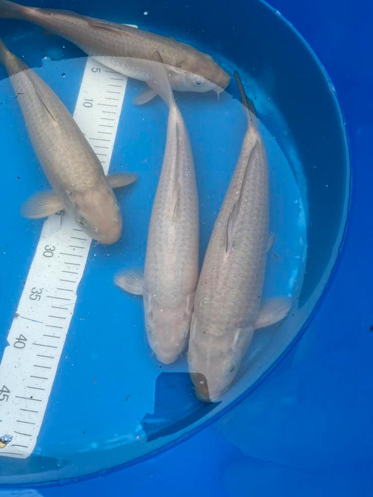 Chagoi van Marusei 34-38cm. 3 stuks., Dieren en Toebehoren, Vissen | Vijvervissen, Karper of Koi