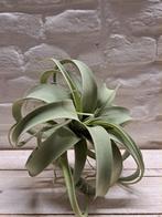 Tillandsia Krul, Verzenden, Nieuw, Binnen