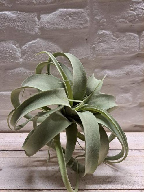 Tillandsia Krul, Huis en Inrichting, Woonaccessoires | Kunstplanten en Kunstbloemen, Nieuw, Binnen, Buiten, Verzenden