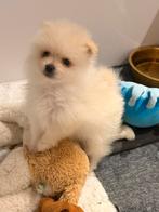 Pomeriaan pups, Overige rassen, 8 tot 15 weken, Parvo, Meerdere