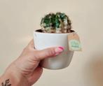 Maria Cactus, Cactus, In pot, Ophalen