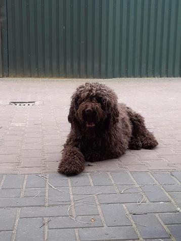 Dekreu labradoodle  beschikbaar voor biedingen