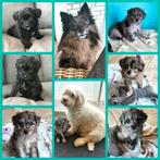 speelse boomer pups beide ouders aanwezig, Dieren en Toebehoren, Parvo, Overige rassen, 8 tot 15 weken, Meerdere