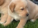 Labrador Redfox x Nova scotia, Dieren en Toebehoren, Nederland, 8 tot 15 weken, Labrador retriever, CDV (hondenziekte)