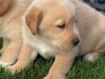 Labrador Redfox x Nova scotia beschikbaar voor biedingen