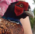 Bosfazant hanen geringt, Dieren en Toebehoren, Pluimvee, Mannelijk, Kip